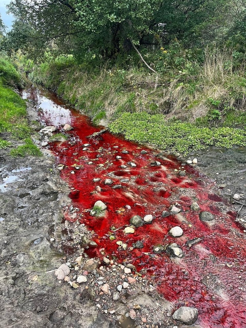 Widzew. Rzeka Augustówka w kolorze krwi. Widok jak z horroru! ZDJĘCIA