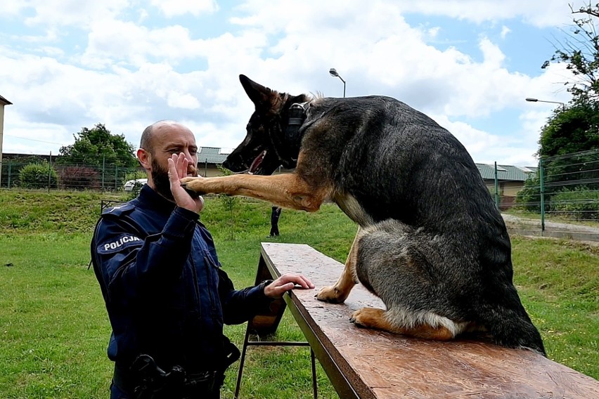 Pies policyjny zajmuje się czynnym patrolowaniem terenu,...