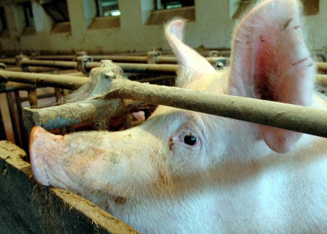 Choroba Aujeszkiego u świń obniża ich odporność