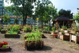 Siemianowice: zielona oaza w sercu miasta. Ogród społeczny ma już 2 lata ZDJĘCIA