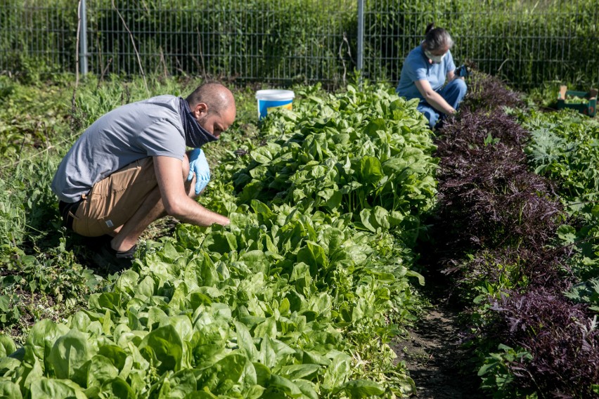 Na Krakowskiej Farmie Miejskiej uprawiają warzywa zgodnie z rytmem natury [ZDJĘCIA]