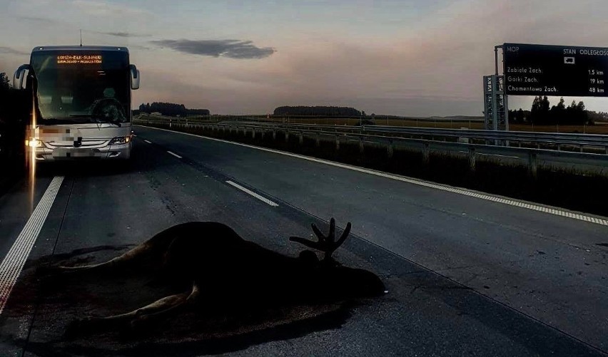 Świdry-Dobrzyce. Autokar zderzył się z łosiem na DK 61 na drodze do Szczuczyna