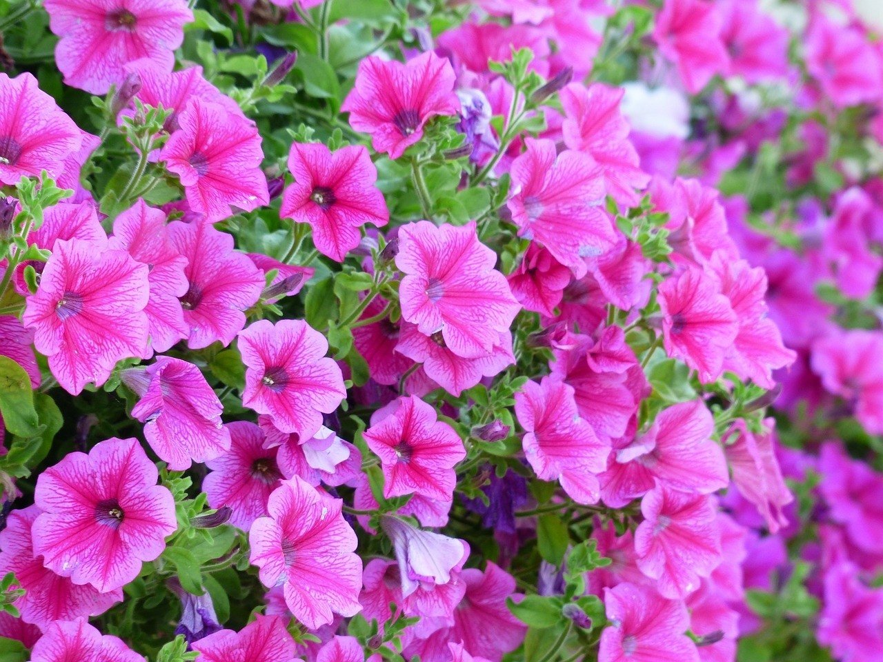 Najlepsze kwiaty na słoneczny balkon. Rośliny, które wytrzymają upał i  letni skwar. Te kwiaty świetnie znoszą słońce [TOP 8] | Gazeta Krakowska