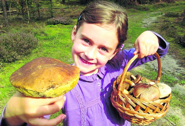 Ania z Zielonej Góry chętnie chodzi na grzyby z dziadkiem Frankiem. Te znalazła przy drodze na Krosno Odrz.
