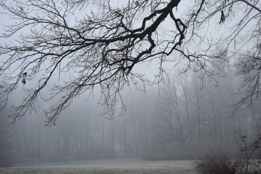 Pałacowy park pszczyński we mgle