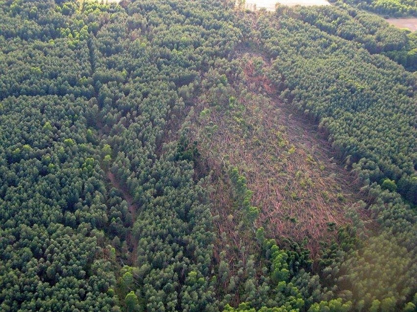 Leśnictwa Grabowiec, Strabla, Ploski i Pawły w Nadleśnictwie...