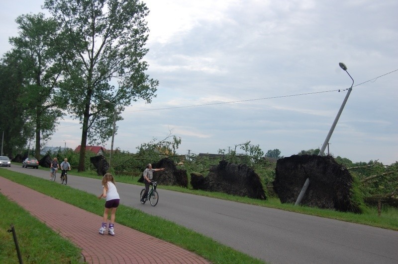 Wiatr powyrywał z korzeniami wiele drzew, jak te na ulicy...