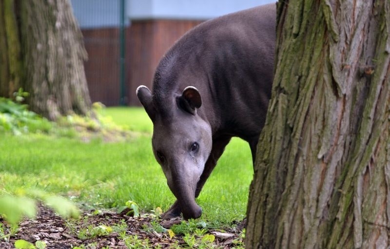 Niedziela w łódzkim ogrodzie zoologicznym [zdjęcia]