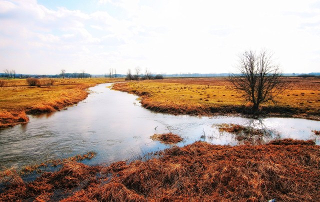 Instytut Meteorologii i Gospodarki Wodnej wydał ostrzeżenie drugiego stopnia dotyczące wezbrania wody z przekroczeniem stanów ostrzegawczych. Wskazany przez IMGW obszar obejmuje Barycz bez Orli i Polskiego Rowu i Orlę (województwa: dolnośląskie oraz wielkopolskie).