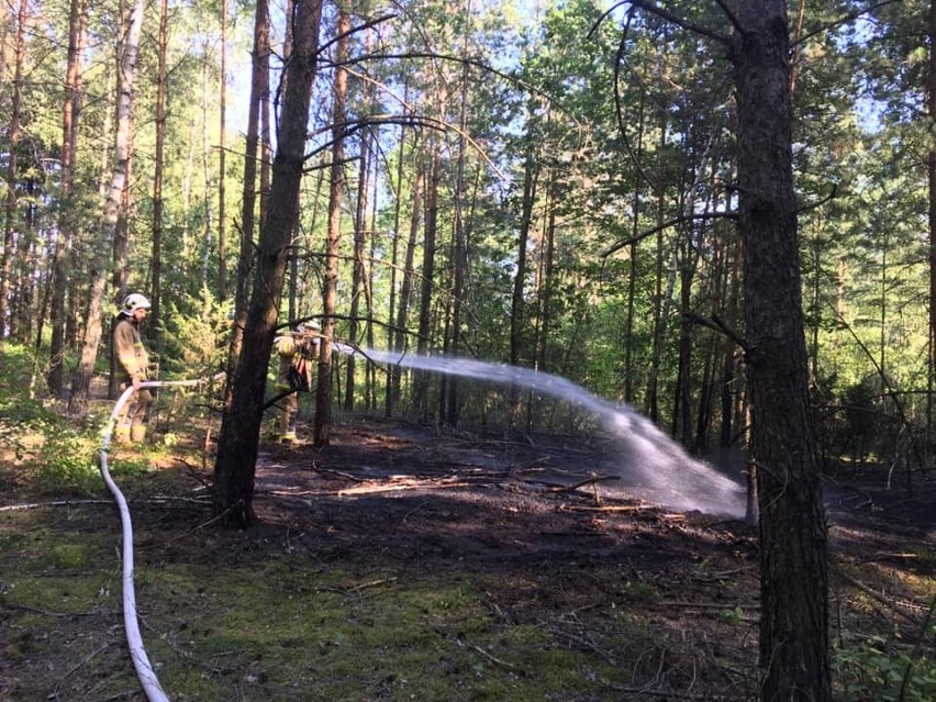 Nowiny Kasjerskie. Pożar lasu gasili strażacy z OSP Knyszyn (zdjęcia)