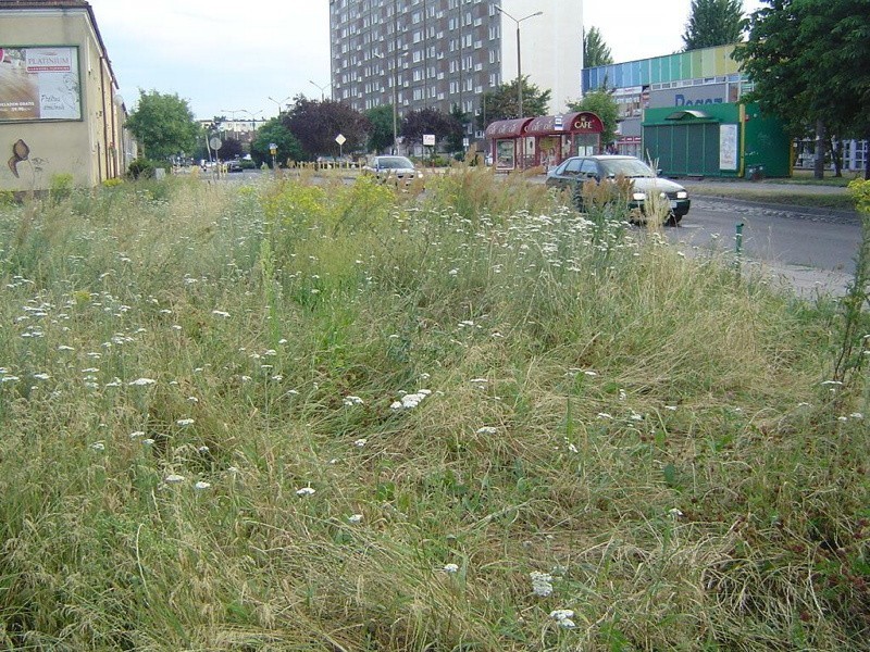 Zapuszczony trawnik w Gorzowie