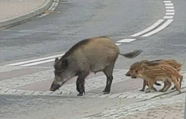 Dziki coraz częściej można spotkać w Radomiu. Przychodzą na żer, mają u nas darmową stołówkę.