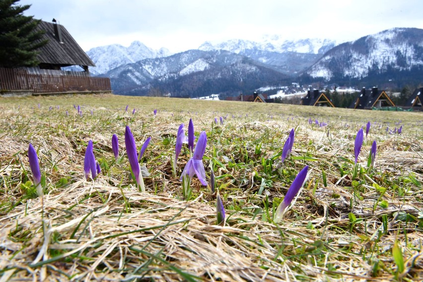 Zakopane. Pojawiły się już pierwsze krokusy [ZOBACZ FIOLETOWE CUDA]