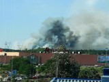 Wielki pożar lasu w Fordonie w rejonie Centrum Onkologii [zdjęcia]
