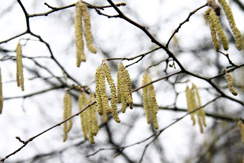 Pogoda w Lublinie: Idzie wiosna. W Ogrodzie Botanicznym UMCS kwitną przebiśniegi (ZDJĘCIA)