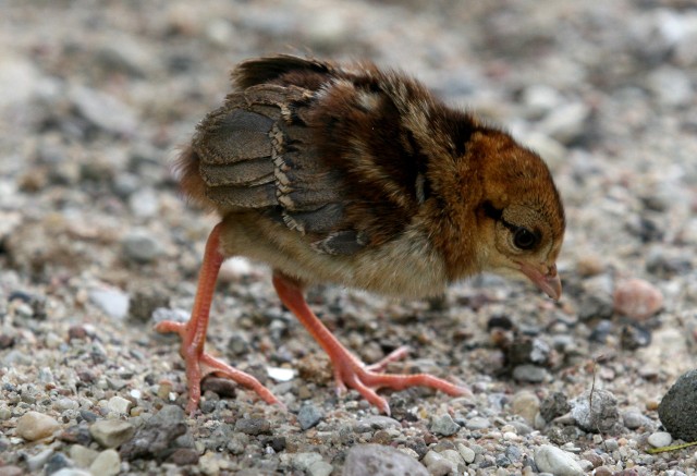 Taki mały, a już bażant. Kurowaty, nogi duże i silne, dorosły ważyć może  1,5 kg.  Na temat polityki poglądów nie ma