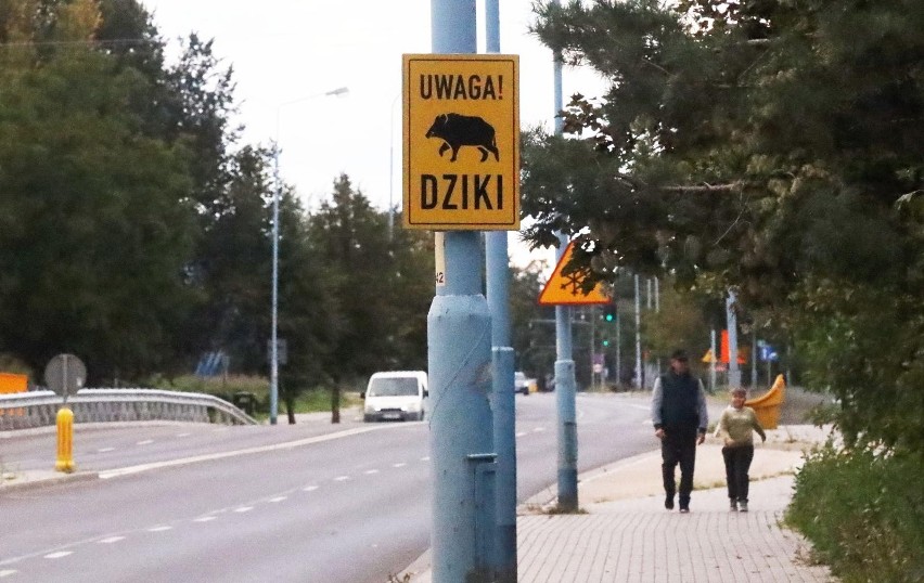 Dziki to problem nie tylko w Toruniu. Można je było spotkać...