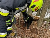 Stare Bosewo. Pies utknął między drzewami. Konieczna była pomoc strażaków. 4.02.2023