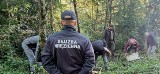 Więźniowie z Wadowic sadzą drzewa i sprzątają las w parku krajobrazowym na Leskowcu w Beskidach