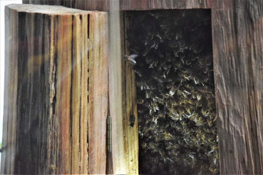 "Pszczoły i ich rola w przyrodzie”. Na kampusie Uniwersytetu w Białymstoku otwarto nową wystawę (zdjęcia)