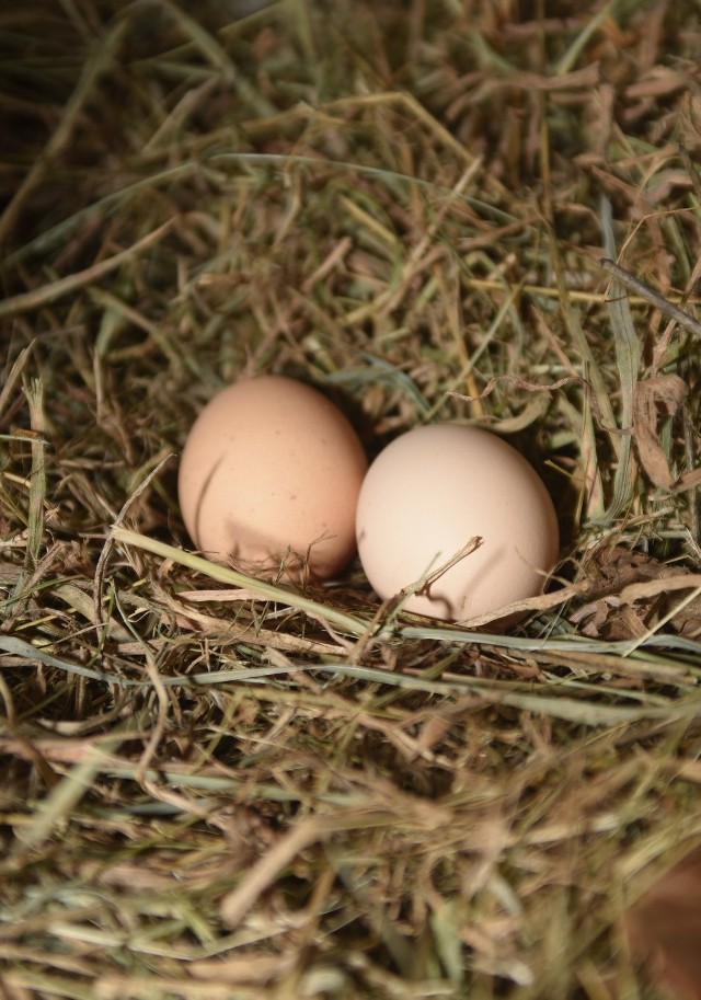 Aż trzy partie jajek zostały wycofane ze sprzedaży