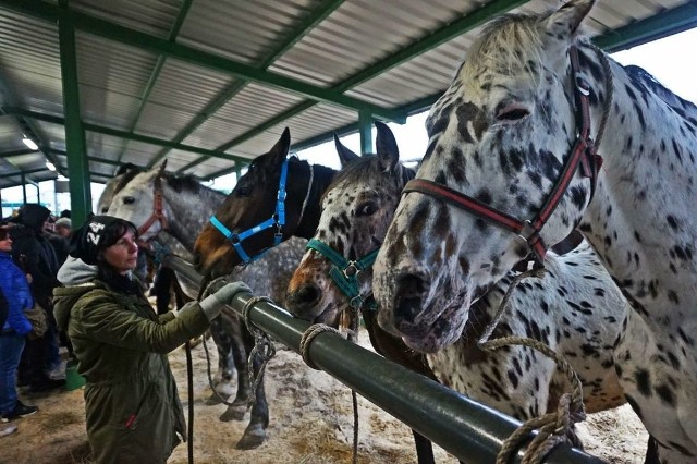 Organizatorzy zmienili w tym roku formułę targów końskich w Skaryszewie - nie będzie już handlu zwierzętami na rzeź.