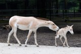 Baby boom w krakowskim zoo. Te zwierzęta urodziły się w 2020 roku w ogrodzie zoologicznym w Krakowie