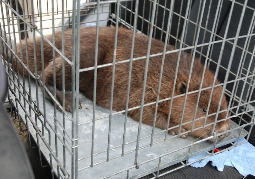 Bobry wpadły w pułapkę, ale na szczęście zwierzętom pomogli kajakarze i jarosławscy policjanci 