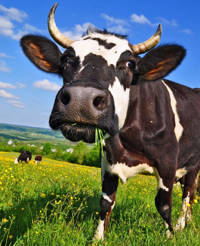 W "Strefie AGRO" napiszemy m.in. jak rolnicy przygotowują się do rewolucji na rynku mleka.