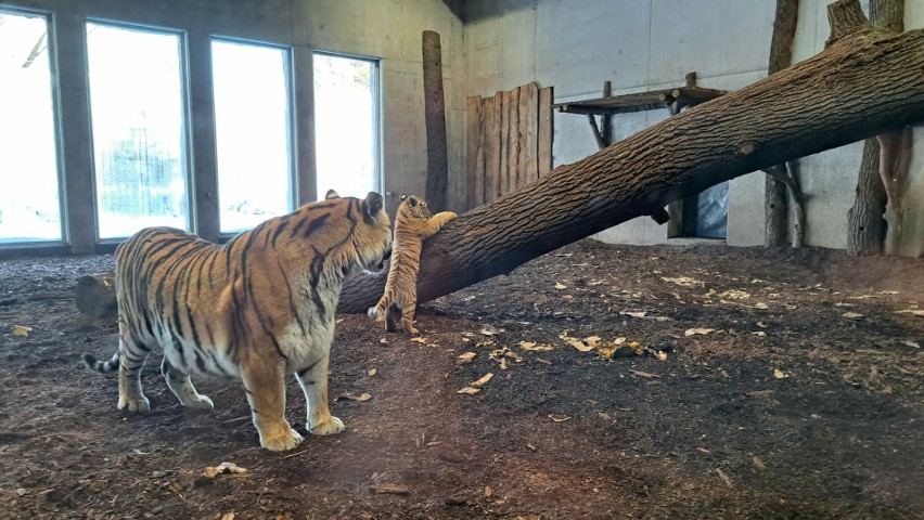 Teraz opolskie tygrysiątka może zobaczyć każdy zwiedzający.