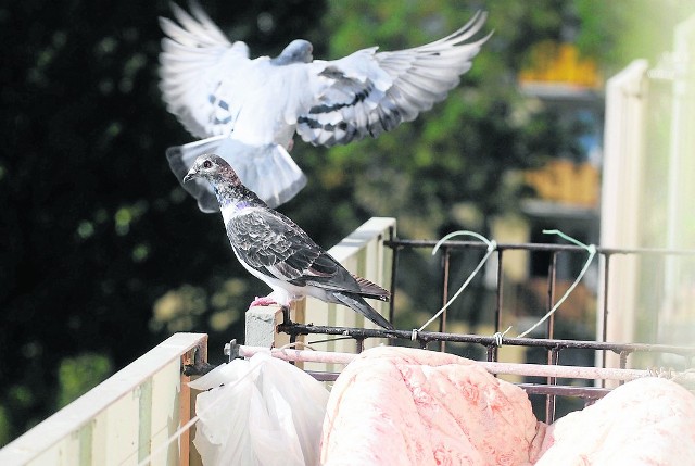 Problemy z gołębiami mieli również mieszkańcy Rubinkowa. Ptaki często przylatywały na balkony