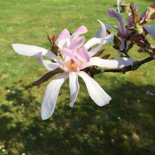 Zanim posadzimy magnolie, zastanówmy się nad miejscem, bo...