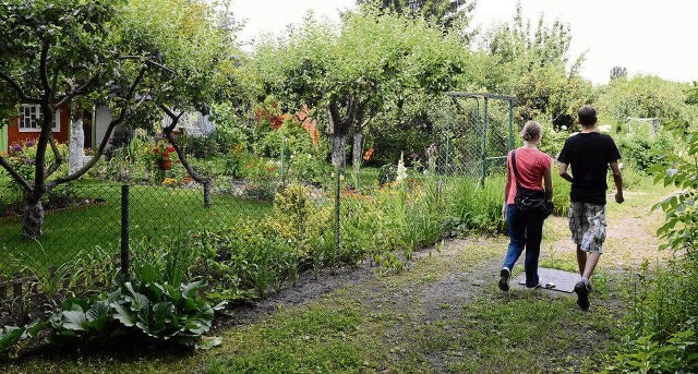 Po rodzinnych ogrodach działkowych będzie można pospacerować i spędzić aktywnie czas wśród zieleni