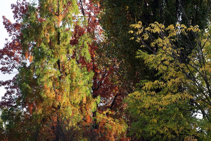 Jesienny spacer po Ogrodzie Botanicznym. Zobacz zdjęcia