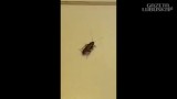 Szok! Karaluchy, muchy i szczury w zielonogórskim szpitalu (WIDEO, ZDJĘCIA). Jak szpital w Zielonej Górze walczy z insektami?