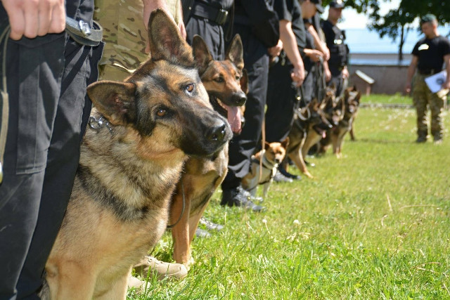 Psy z podlaskiego garnizonu policji były postrachem przestępców. Podsumowanie 2024 roku