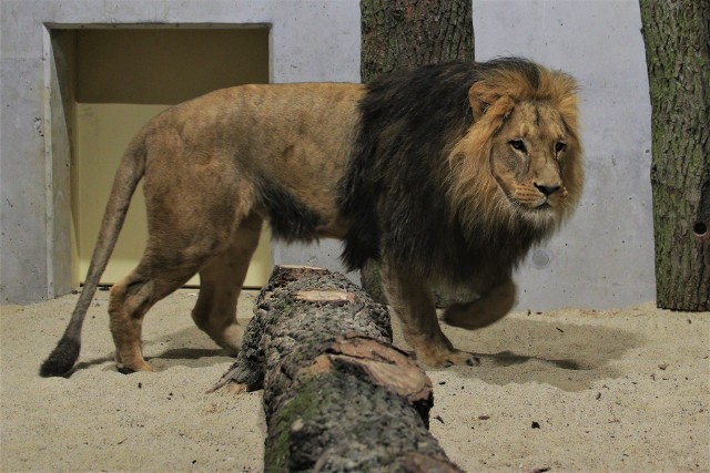 Do zoo w Opolu przyjechały w tym roku dwa lwy i tygrys. Wybudowanie wybiegu dla dużych kotów kosztowało blisko 10 milionów. To jednak niejedyny powód podwyżki cen biletów.