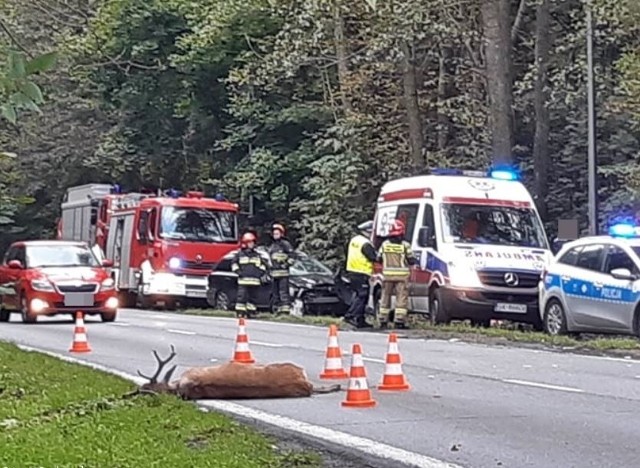 Jeleń został uderzony przez samochód, gdy przebiegał przez drogę