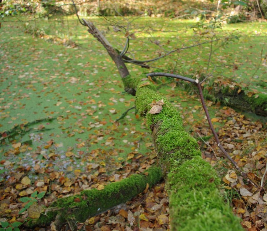 Nasza Czytelniczka przyslala kilka zdjec z pleneru, na...