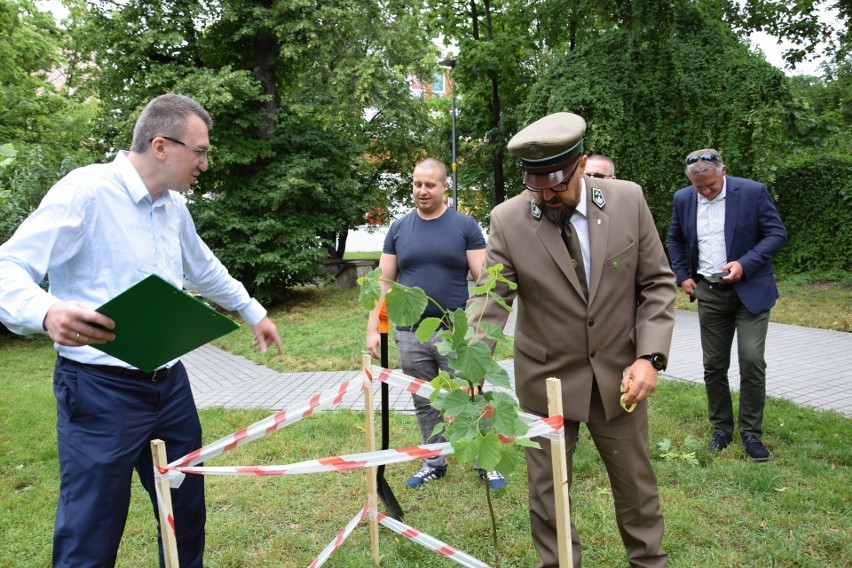 Lipa drobnolistna stanęła na skwerze Herberta, naprzeciwko...