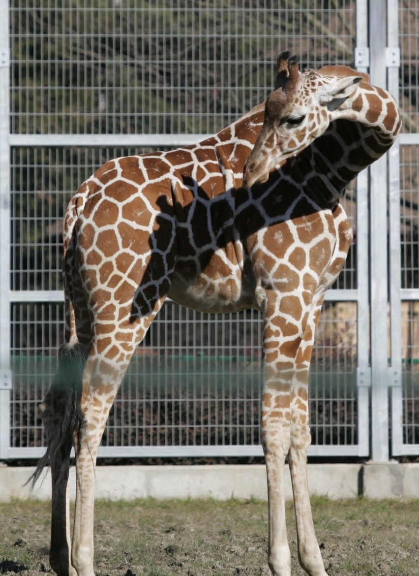 Śląski Ogród Zoologiczny