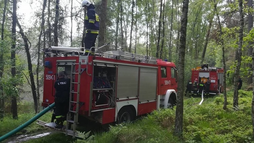 Strażacy ćwiczyli wielki pożar lasu, a tu pojawił się prawdziwy ogień [ZDJĘCIA]