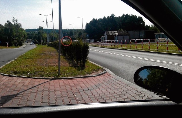 Radny Łukasz Kmita zrobił zdjęcie na wysokości oczu kierowcy. Nad tujami widać tylko czubek samochodu