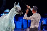Aukcja Pride of Poland 2019. Sprawdź wyniki licytacji koni arabskich w Janowie Podlaskim. Zobacz zdjęcia! 