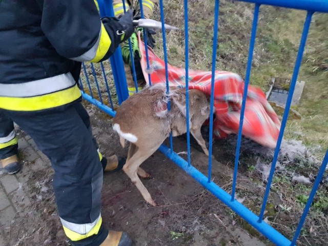 Zwierzę zakleszczyło się między barierkami okalającymi rondo przy ul. Przytulnej w Grudziądzu prowadzące m.in. do schroniska dla czworonogów. Na pomoc pośpieszyli strażacy. Specjalistycznym sprzętem rozgięto barierki i uwolniono sarenkę. Okryto ją kocem, a po chwili... uciekła. Do zdarzenia doszło w środę ok. godz. 6.20.