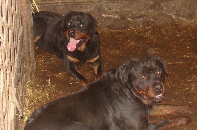 Psy zagryzły świnie w Szreniawie. Czy ich właścicielkę spotka kara?