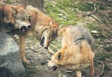 Wójt gminy Porąbka w Beskidach ostrzega ludzi przed wilkami. Czy jednak trzeba obawiać się tych drapieżników?