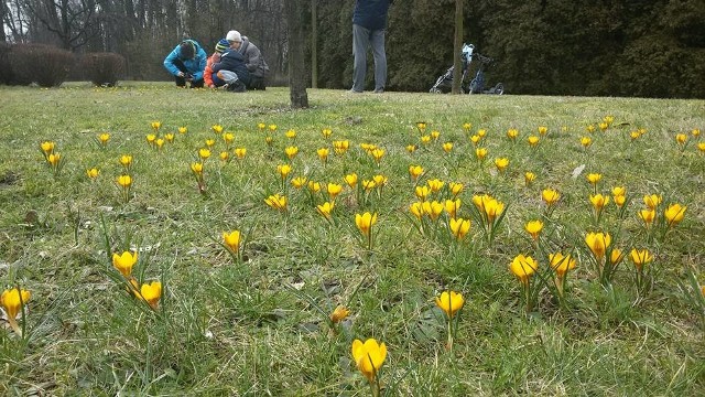 Katowice, Park Kościuszki