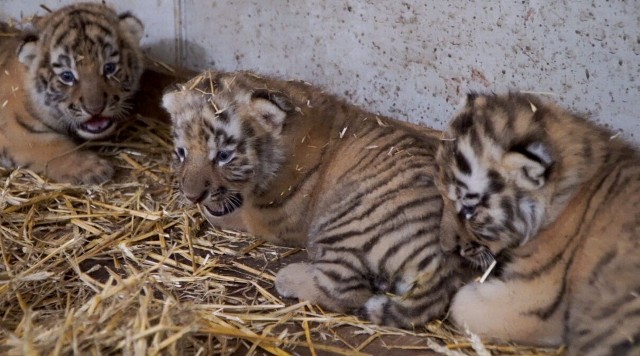 Odraj, Odris i Odrus - tak nazywają się trzy małe tygrysy z Opola.