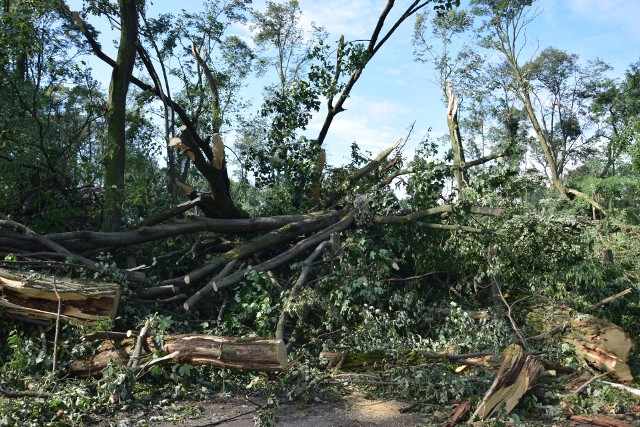 Największe starty wiatr poczynił w gminnym drzewostanie, zwłaszcza w obszarze zabytkowego kompleksu w Lubostroniu